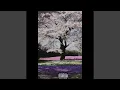 Download Lagu Blossom