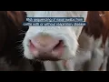 Metatranscriptomics reveals microbial contributors to respiratory disease in cattle