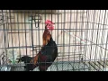 Download Lagu anak ayam hutan kaki hijau muda baru belajar kokok 👍🏻