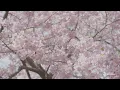 【Cherry Blossoms & Rapeseed】 Under the Blue Sky　Soothing Moments: BGM & BGV