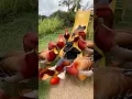 Download Lagu Bebeknya suara ayam
