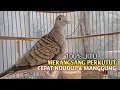 Lagu Perkutut Betina memanggil jantan Suara bersahutan perkutut lokal gacor , Ampuh untuk PANCINGAN