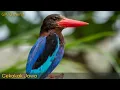 Download Lagu CEKAKAK JAWA, MASTERAN SUARA CEKAKAK, TENGKEK UDANG.
