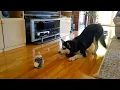 Download Lagu FUNNIEST Huskies 🤣 | 15 Minutes Best Videos
