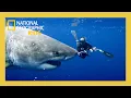 Download Lagu World's Biggest Great White Full Episode | @natgeokids