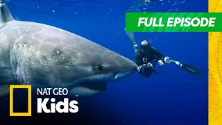 World's Biggest Great White Full Episode | @natgeokids