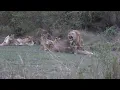 Download Lagu Older lion cubs teach \