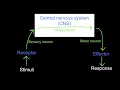 6 5 Overview Structure of the Nervous System