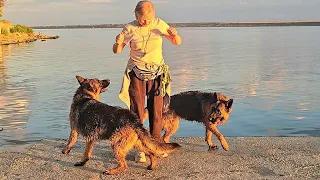 🔥Jolly🇩🇪 and Jezzy🇩🇪 on the estuary. German Shepherds. Odessa 2026🇺🇦