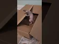 3 Sphynx Kittens Ready for their Forever Homes https www hoobly GTBzOTz