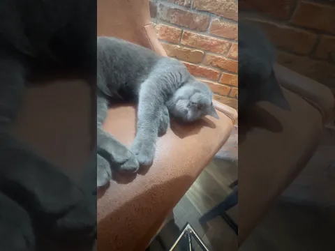 Kad mačka zaspi, svet može da stane!