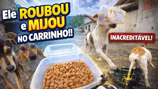 Doguinhos de RUA sendo alimentados pelo Carrinho Black com direito a cenas ENGRAÇADAS 🐕🐾🍔