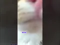 Download Lagu Transformation #mikathefluffy #shorts #cat