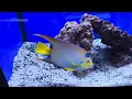 VISITING THE FISH TANK AQUARIUM PET STORE IN DAYTONA GREAT STORE I GIVE IT 5 STAR RATING