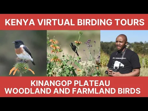 Kenya Virtual Birding Tours S01 Ep02: Kinangop Plateau - Woodland and Farmland Birds