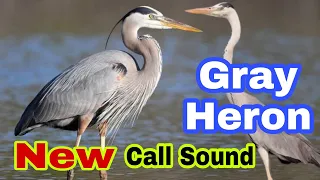 Gray Heron New Call Sound Best Heron Call Sound For Hunting 
