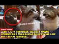 Lagu LEBIH 1 JUTA TONTONAN, GELAGAT KUCING CEMBURU BILA TUAN BAWA BALIK KUCING LAIN BUAT RAMAI TERHIBUR..