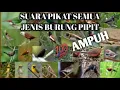 Download Lagu SUARA PIKAT SEMUA JENIS BURUNG PIPIT