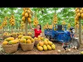 Lagu Rewind Timelapse -- Harvesting Giant Papaya Fruit - Moving To Market To SELL By 3-Wheeled Truck