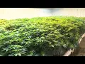 Illegal marijuana grow operation discovered in Bourbon County