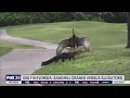 Sandhill crane fends off alligator