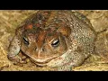 KY Wildlife American Toad