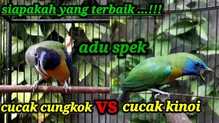 cucak cungkok vs cucak kinoi gacor