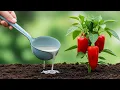 Download Lagu Samo 1 kap u kolovozu i paprike eksplodiraju od plodova!