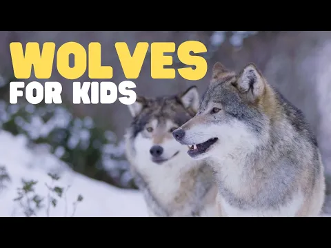 Download MP3 Wolves for Kids | Learn fun facts about this unique mammal