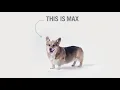 "I and love and you" Baked & Saucy - Bone Broth Gravy Coated Dog Kibble