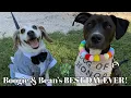 Beagle Dachshund mix enjoy their parents wedding Furry Ventures Pet Care