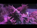 2 Curaleaf marijuana dispensaries lose permits to sell recreational marijuana