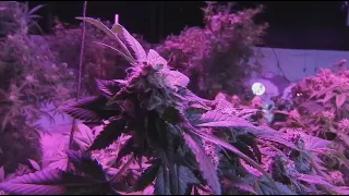 2 Curaleaf marijuana dispensaries lose permits to sell recreational marijuana