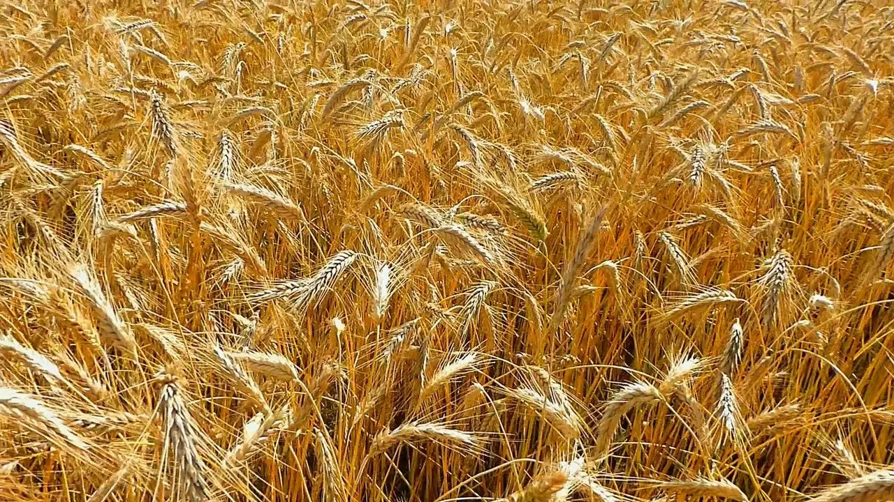 Поли жито. Ржаное поле. Колосья пшеницы. Поле с колосьями. Рожь.