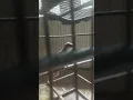 Download Lagu suara pikat semua burung ampuh 2020 alhamdulilah ...sudah di uji dalm hutan amazon