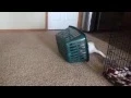 Best Funny Bulldog Vs Basket Airing Out Their Dirty Laundry -