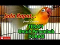 Download Lagu MASTERAN Suara Lovebird Fighter Ngetik Ngekek Panjang JEDA RAPAT, Terapi untuk Menambah DURASI