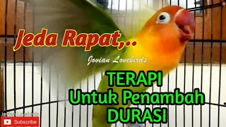 masteran suara lovebird fighter ngetik ngekek panjang jeda rapat terapi untuk menambah durasi