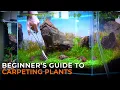 THE ULTIMATE AQUARIUM CARPET GUIDE How to Grow Maintain Trim Aquarium Carpeting Plants