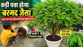कड़ी पत्ता का बर्गर जैसा वाली ने बताया।