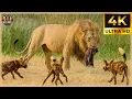 Download Lagu Craziest Lion Attacks Ever Caught On Camera #wildanimals | Animal Documentary