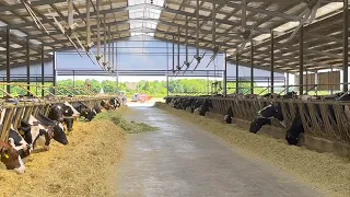 12,000 LITERS OF MILK PER LACTATION WITHOUT CORN SILAGE IN ITALY 🇮🇹