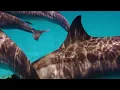 1 HOUR Stunning Underwater footage + Relaxing Music| Nature Relaxation & Colorful Sea Life Video