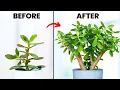 Grow Your Jade Plant 3x FASTER