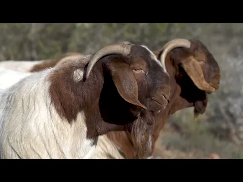 Download MP3 Eastern Cape Boer Goat Club Sale