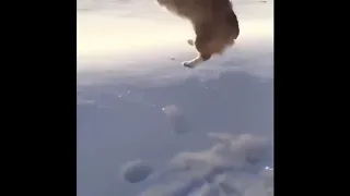dog mating with human part 1