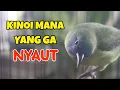 Lagu cucak kinoi gacor ini suara kinoi asli cocok untuk pancingan kinoi