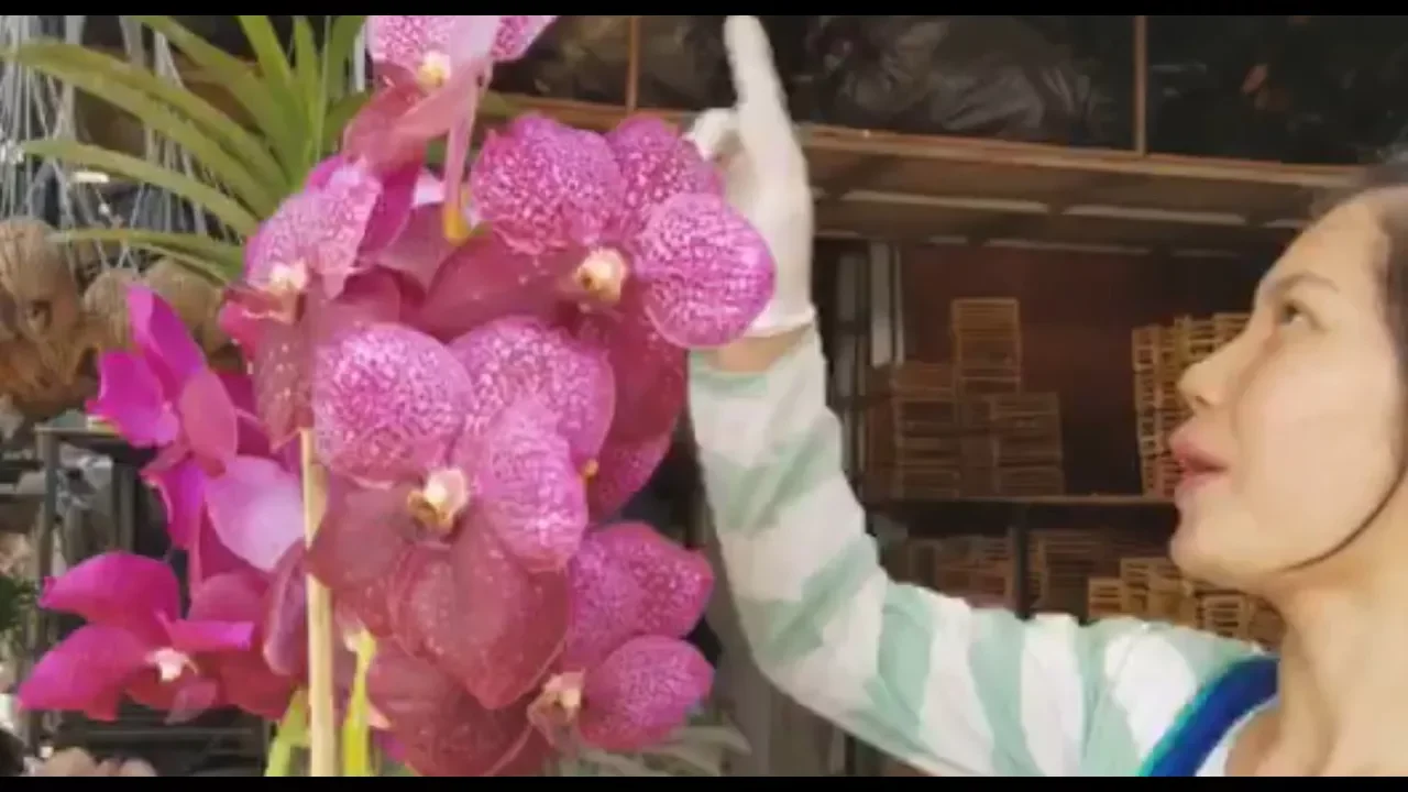 Flower Nursery in Chiang Mai Thailand   Life in Northern Thailand