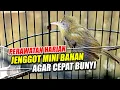 Download Lagu PERAWATAN JENGGOT MINI BAHAN AGAR CEPAT BUNYI