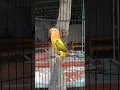 Download Lagu Biola Euwing Gold istimiwirrrr....#lovebird #pecintaburung #lovebirdkonslet #lovebirdmania